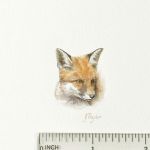 tiny fox with ruler